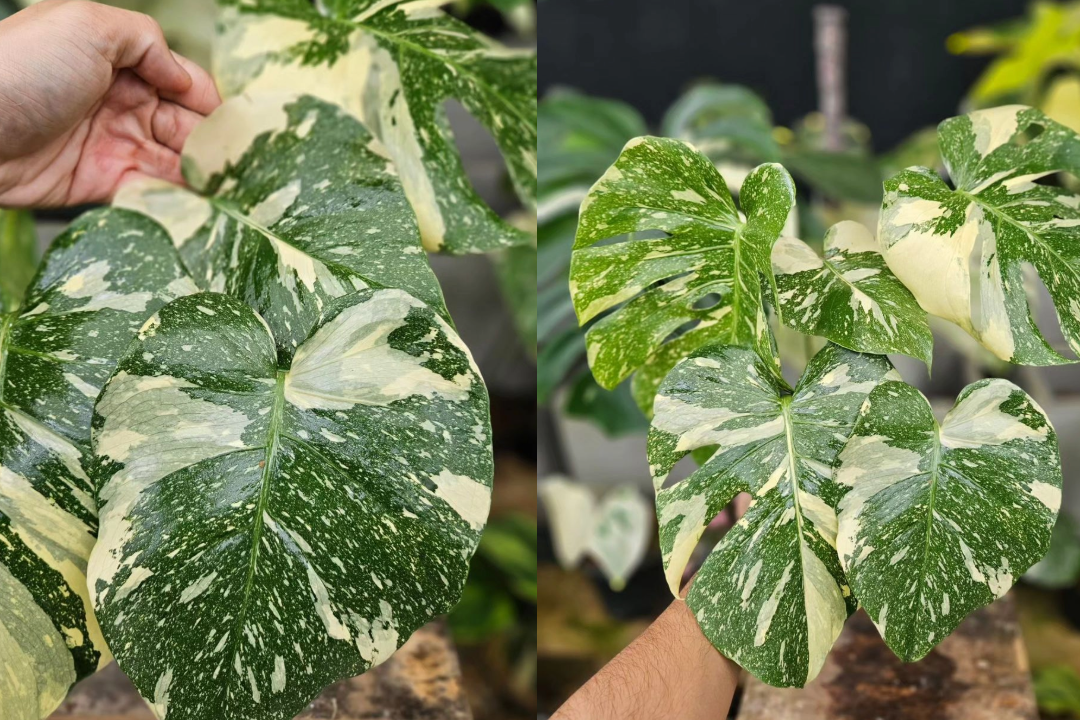 Monstera Thai Constellation store Variegated