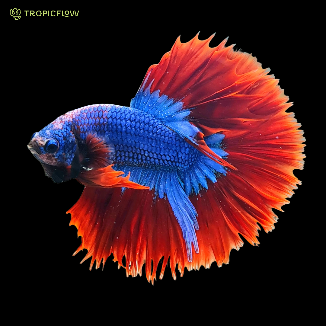 7 Reason Betta Fish Laying On The Bottom of The Tank With Solution