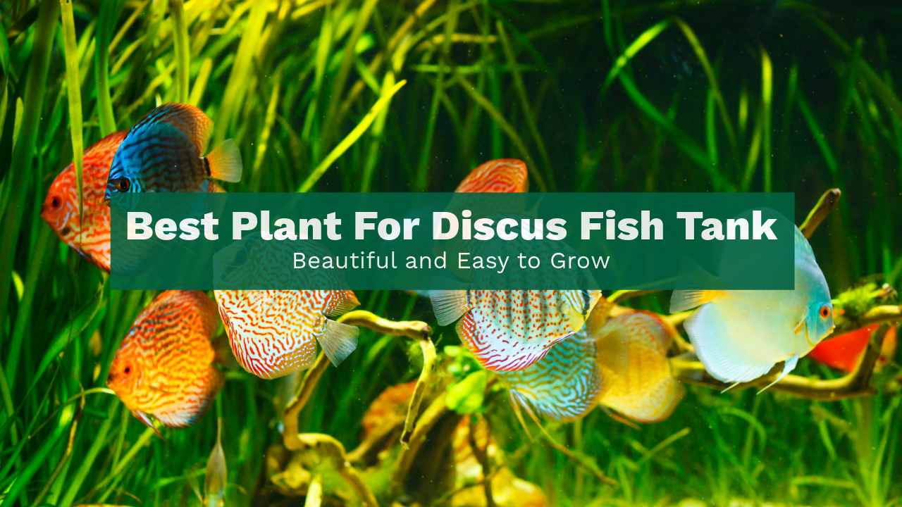 Image Bùi Anh Tuấn image beautiful image beautiful image beautiful - Best Plant for Discus Tank: Beautiful and Easy to Grow