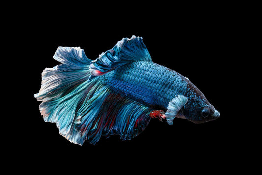 find best tank mates for betta fish