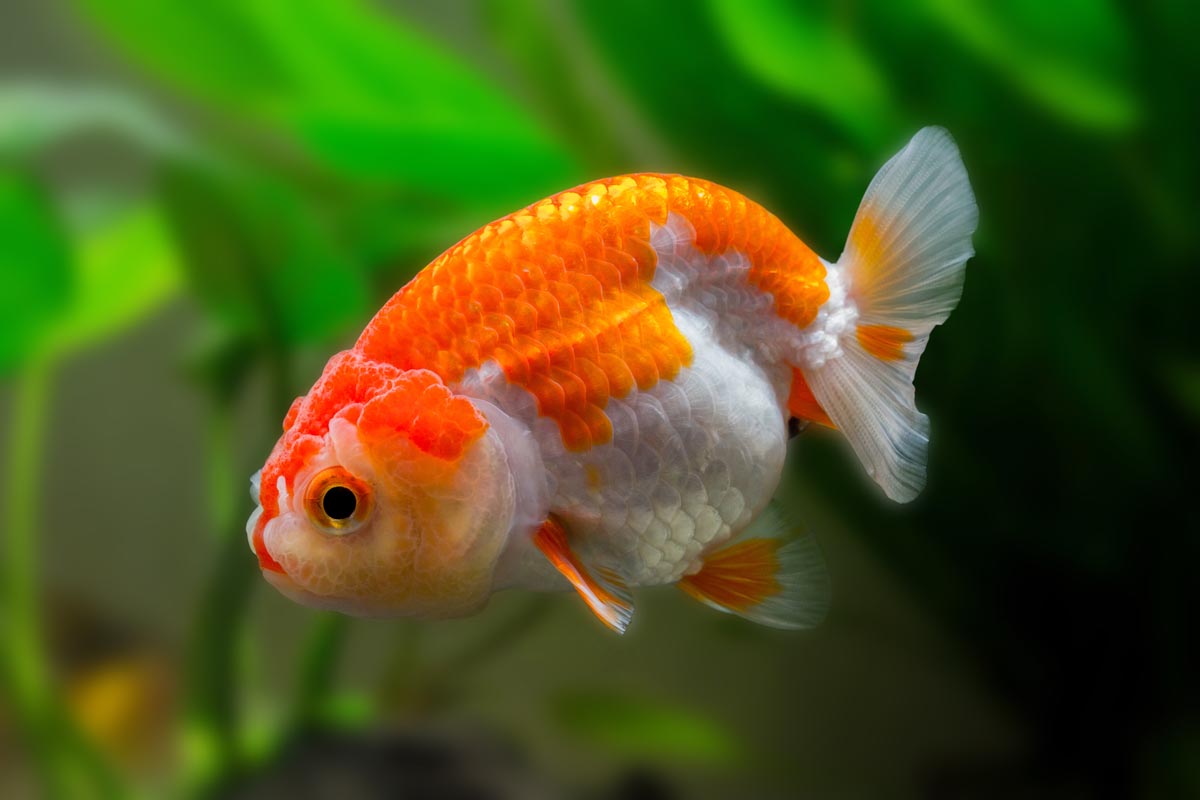 Common goldfish care best sale