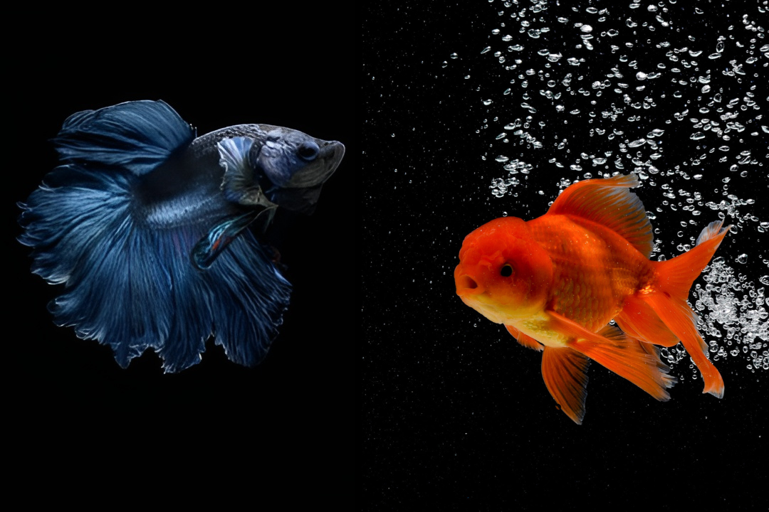 Can Goldfish Eat Betta Food? | Tropicflow