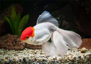 A Yellow Head White Body Oranda Goldfish - Guide to Oranda Goldfish Care
