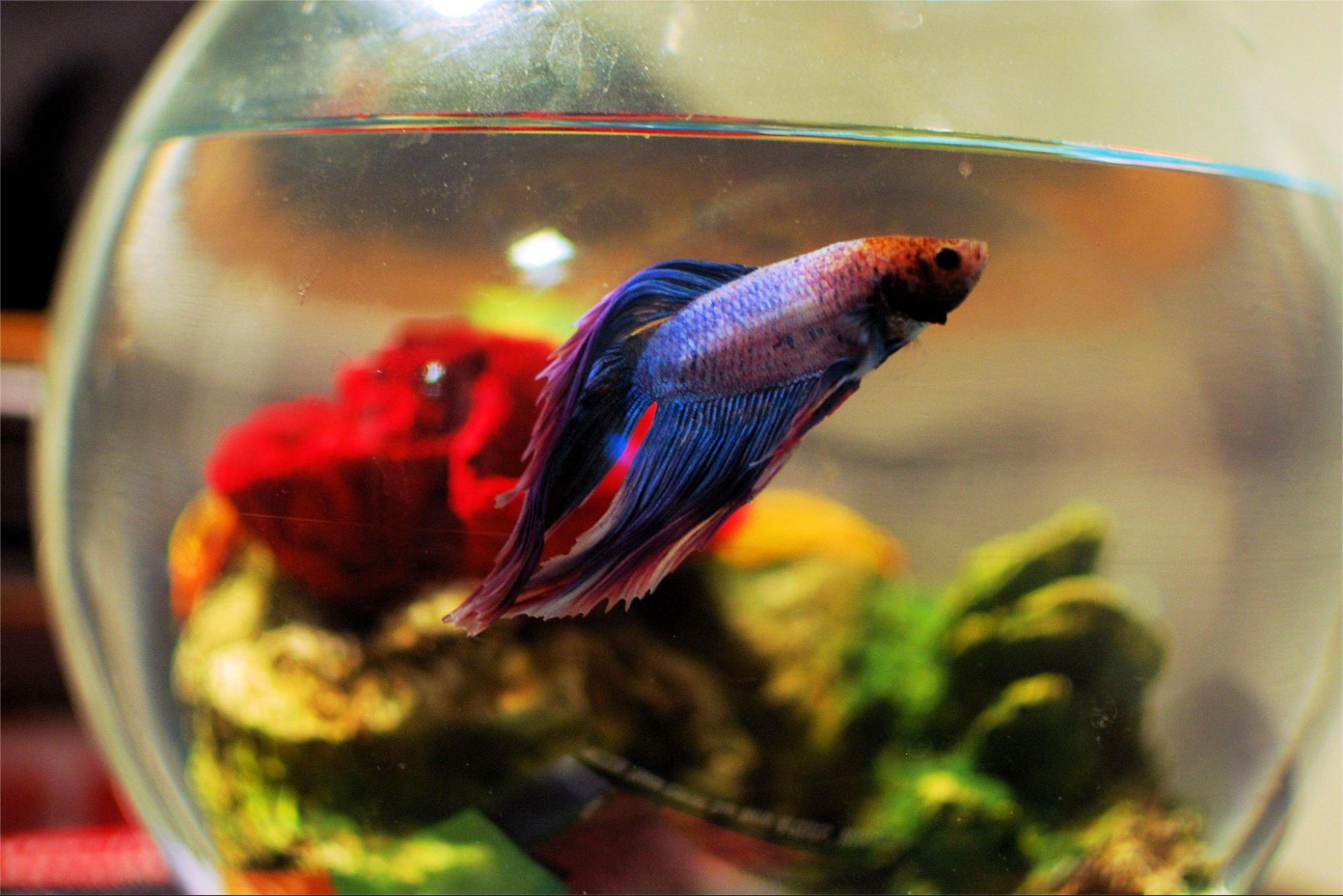 What Size Tank Is Best for a Betta Fish? | Tropicflow