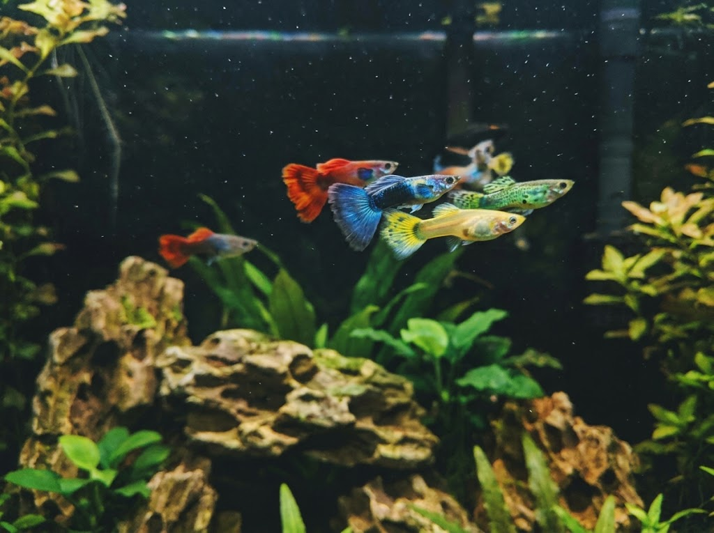 その他 AQUAZONE GUPPY BREEDING SET Vol.1 Guppy Fish Breeding: A Step-by-Step Beginner Guide