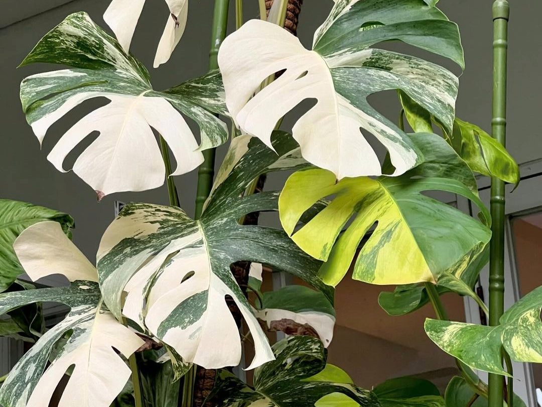 Popular Monstera albo