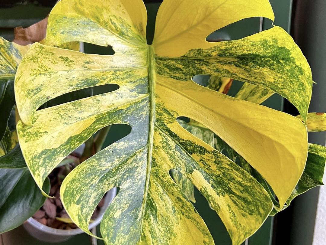 Which Monstera is the Most Expensive: Discover the Top Varieties