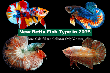 New Betta Fish Types in 2025 – Rare, Colorful, and Collector-Only Varieties