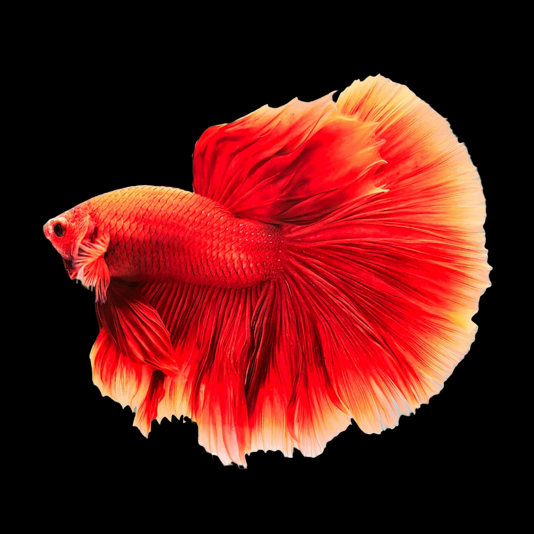 Tropicflow Everything About Super Red Betta Fish