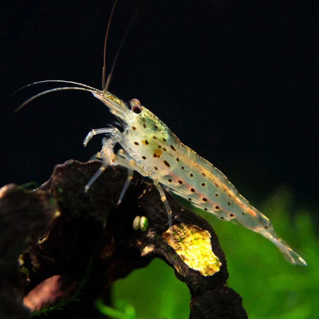 Algae Eating Shrimps For Sale