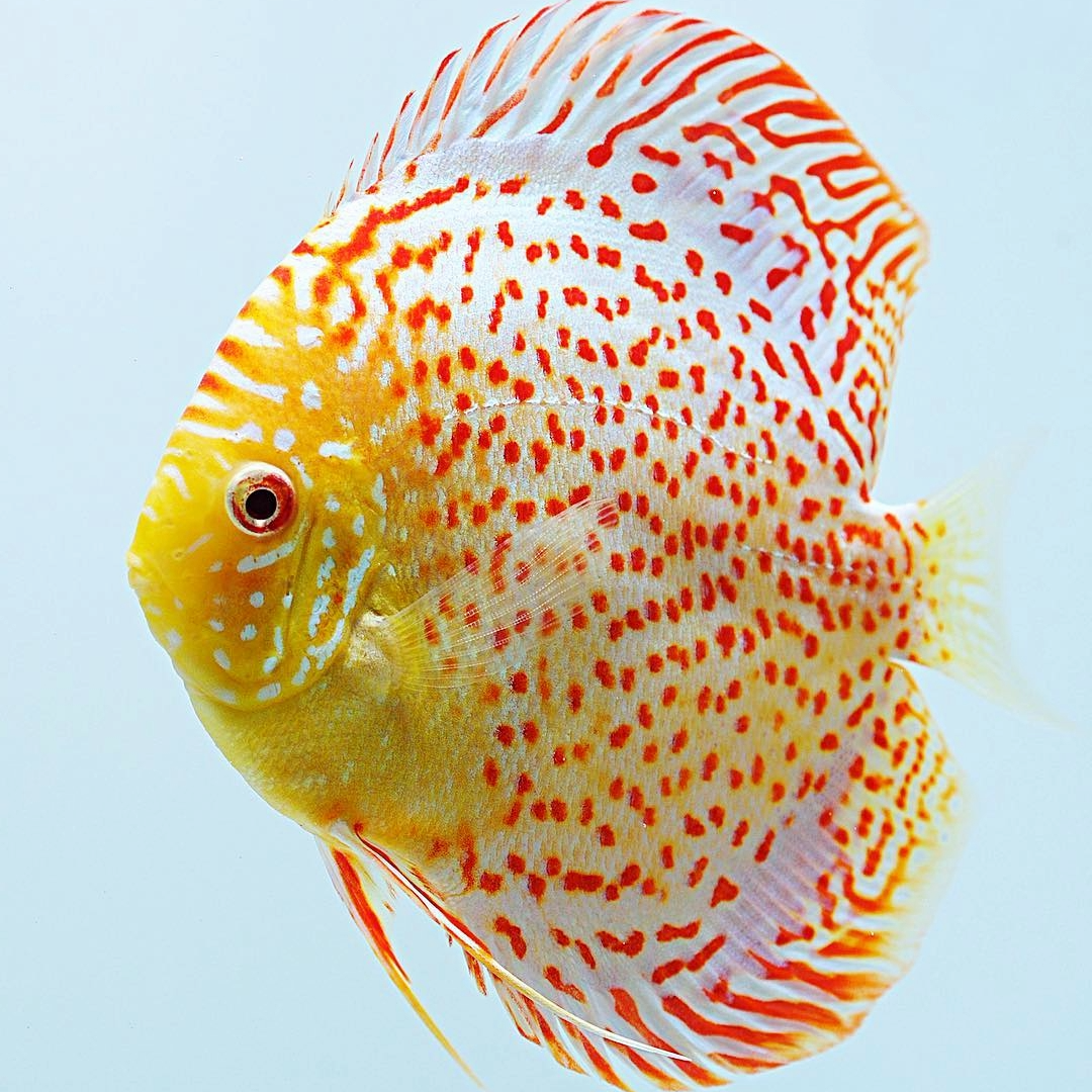 albino yellow discus fish