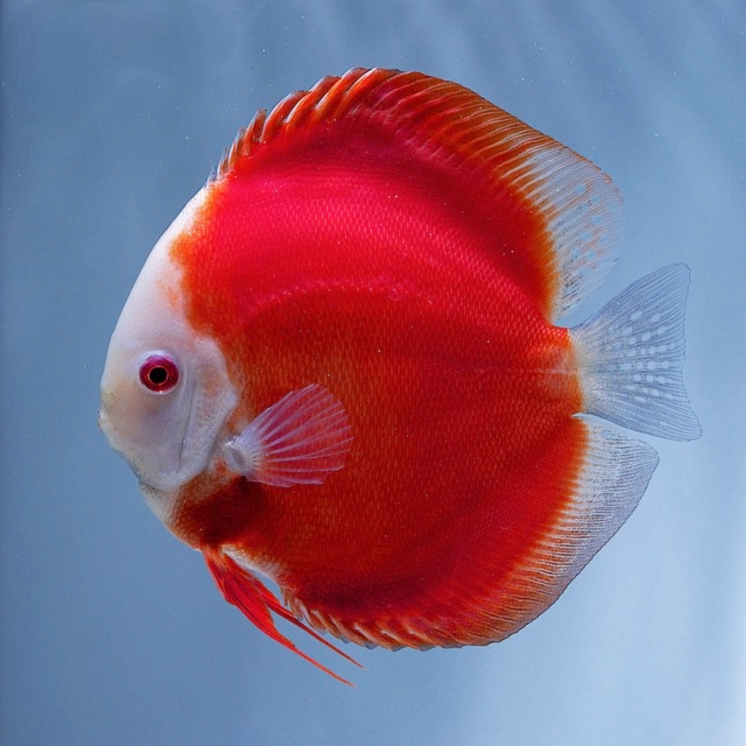 red discus fish for sale