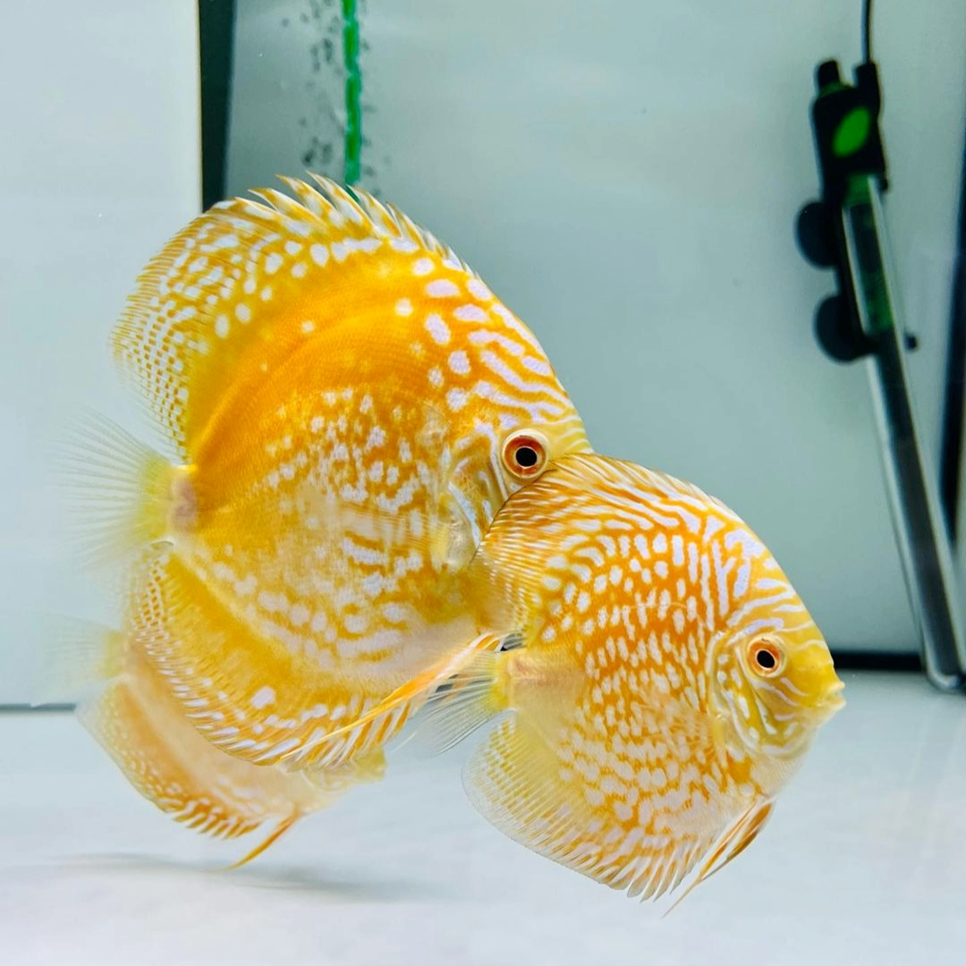 yellow discus fish