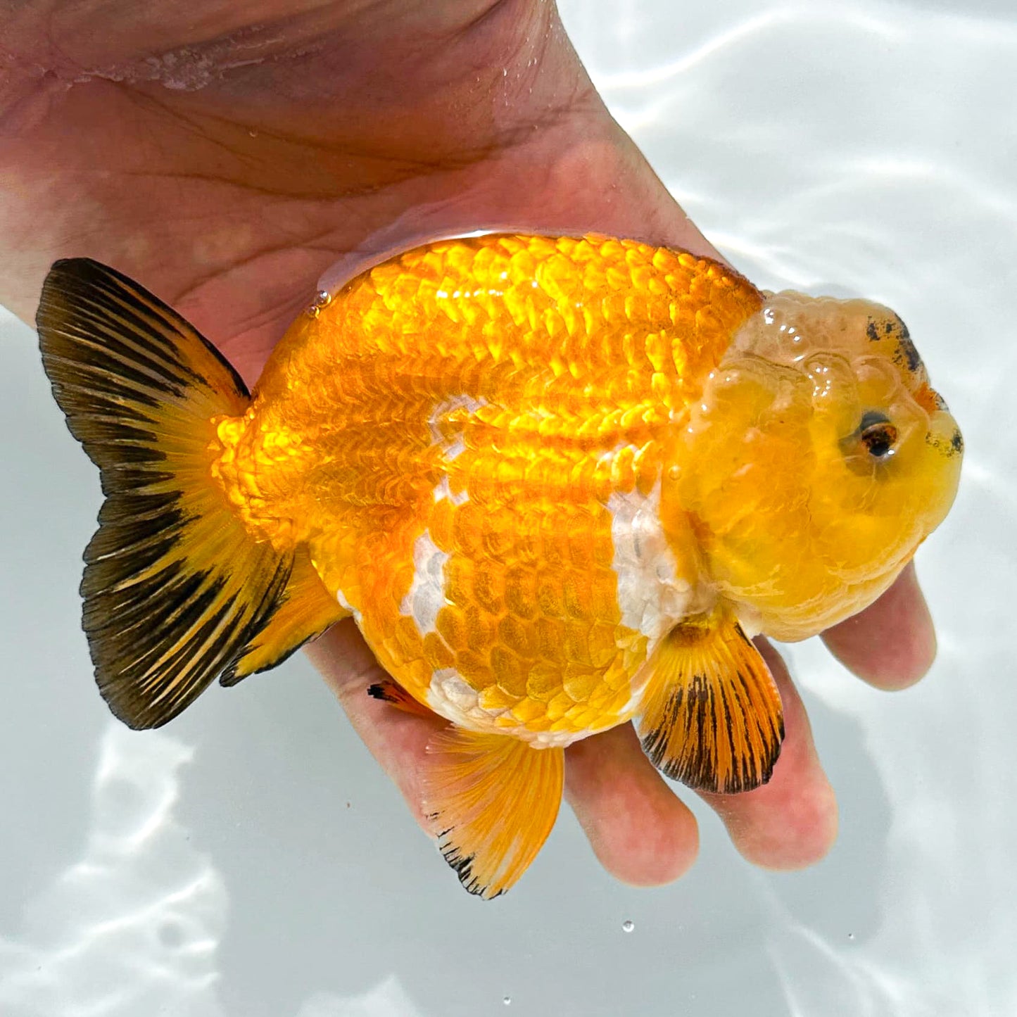 24K Gold Ranchu Goldfish | Tropicflow