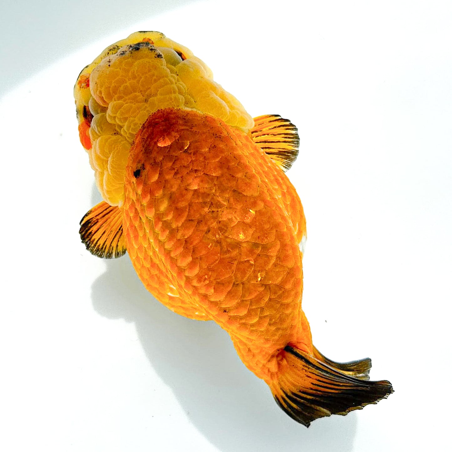 24K Gold Ranchu Goldfish | Tropicflow
