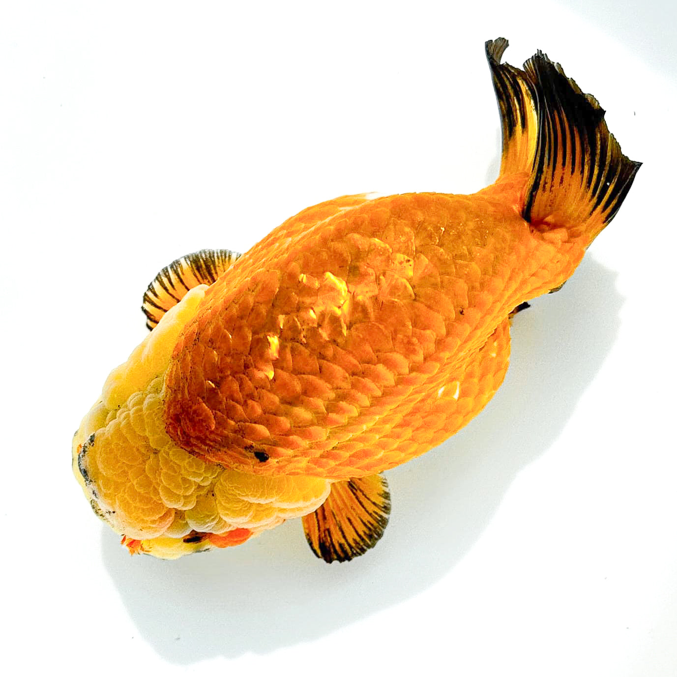 24K Gold Ranchu Goldfish Ultra Rare Fancy Goldfish