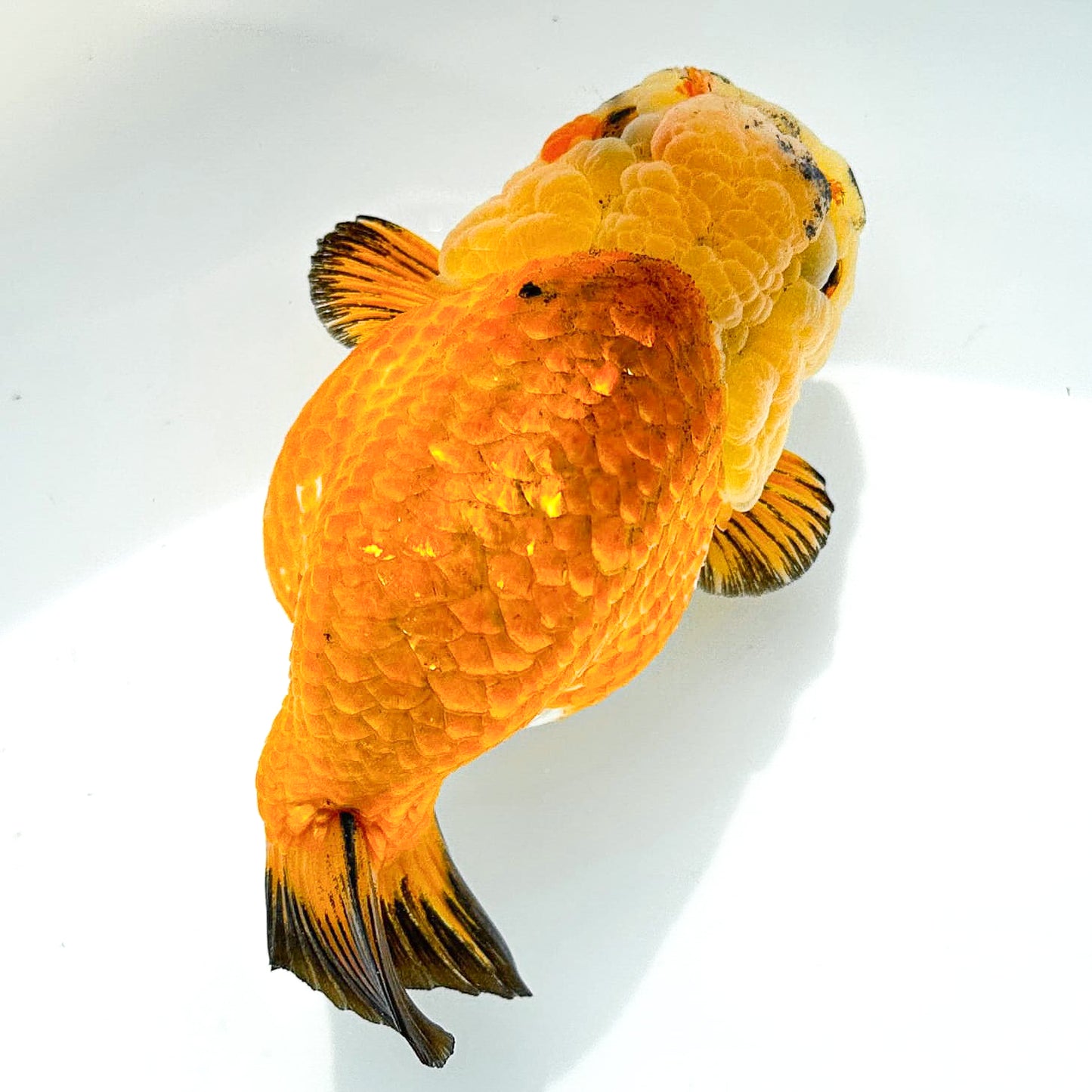 24K Gold Ranchu Goldfish | Tropicflow
