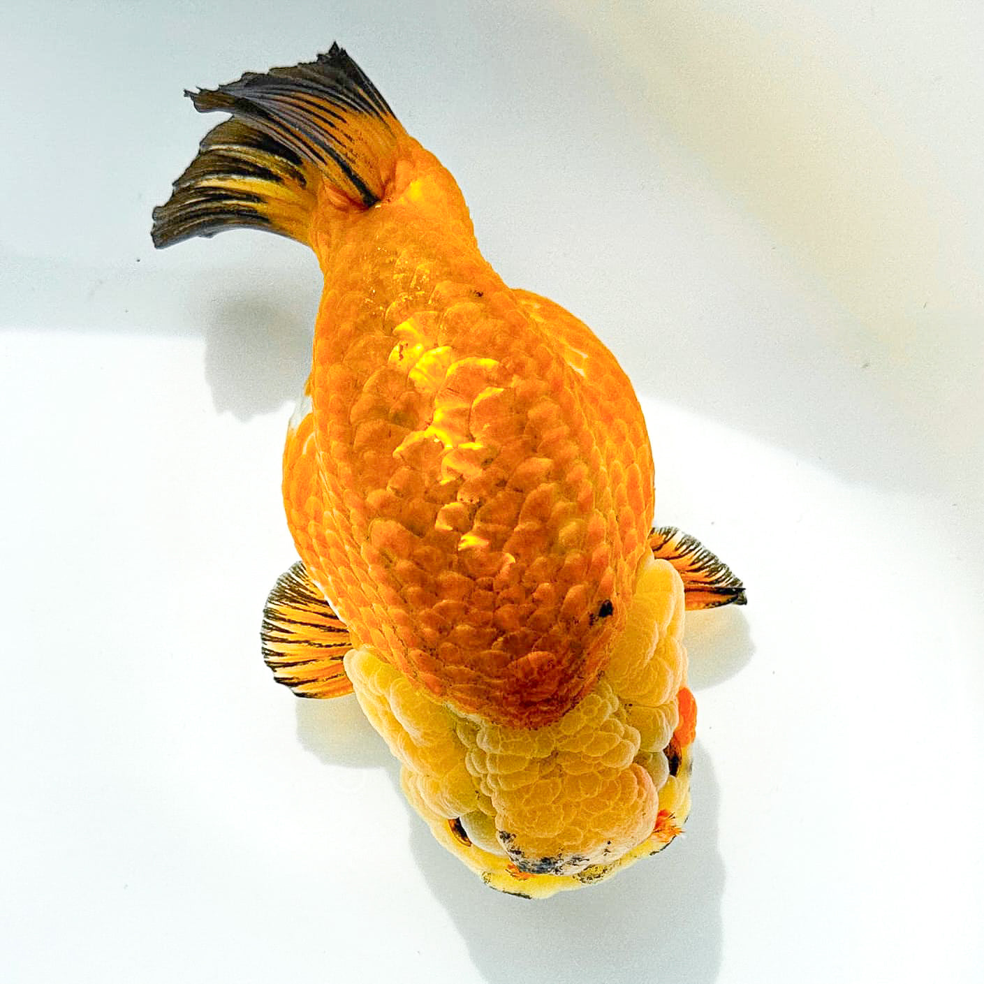 24K Gold Ranchu Goldfish | Tropicflow