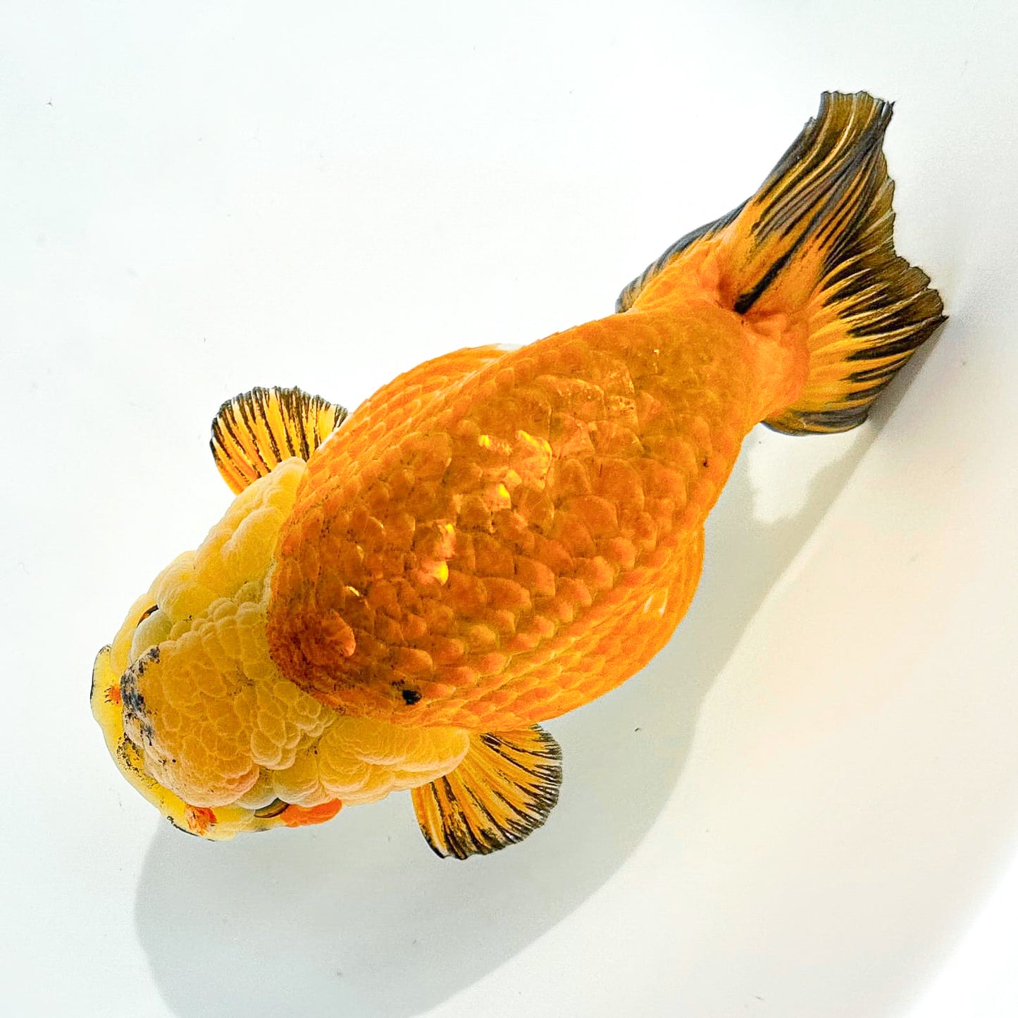 24K Gold Ranchu Goldfish | Tropicflow