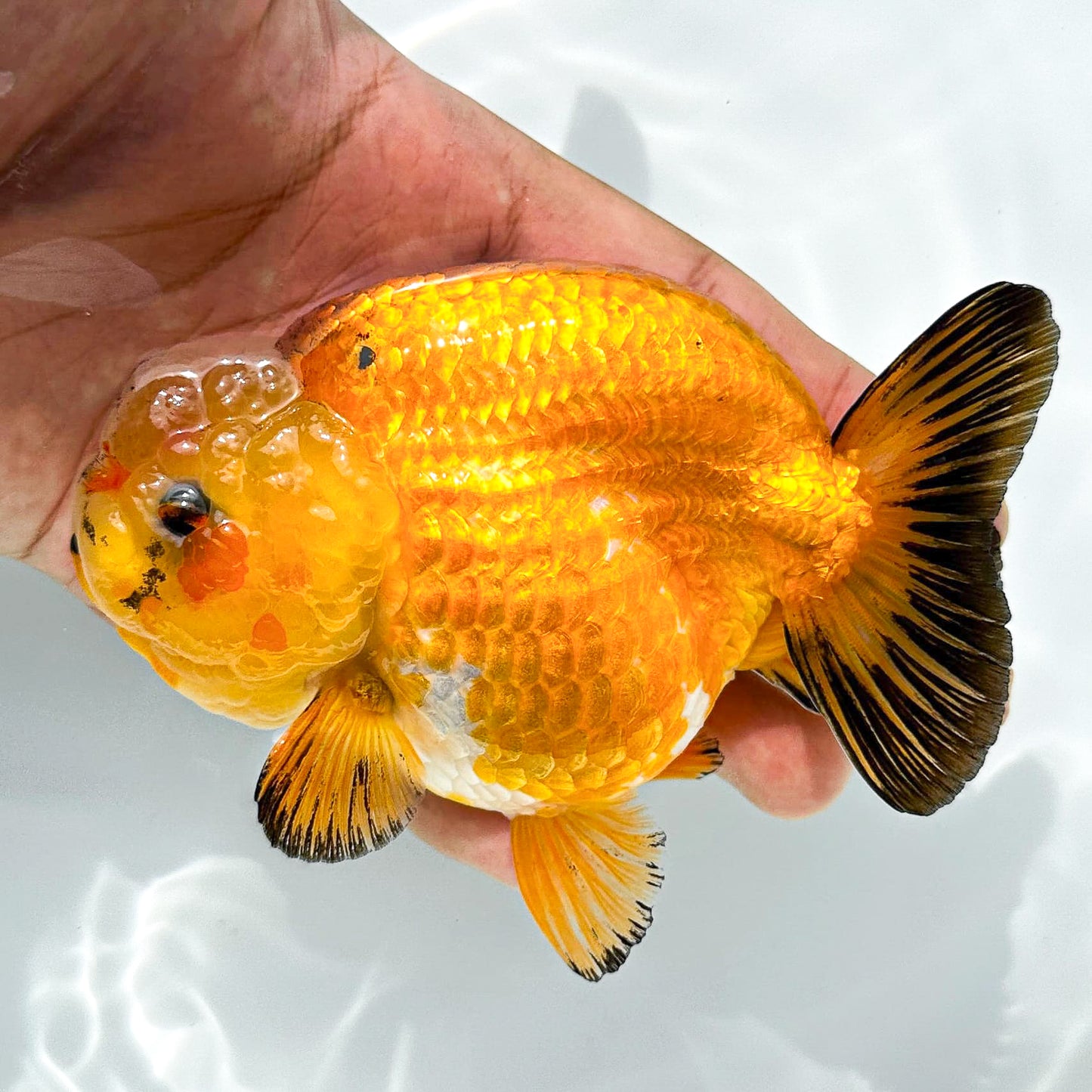 24K Gold Ranchu Goldfish | Tropicflow