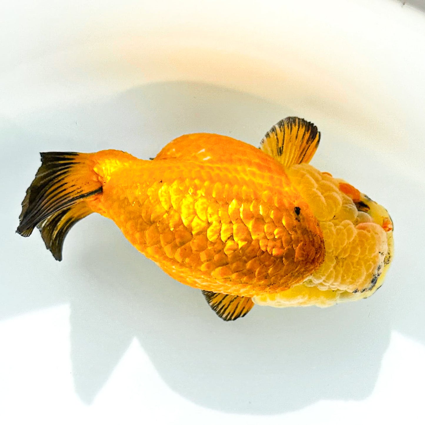 24K Gold Ranchu Goldfish | Tropicflow