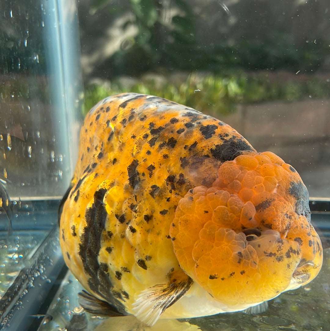 AAA Grade Giant Size Ranchu Tiger 6-7 Inches