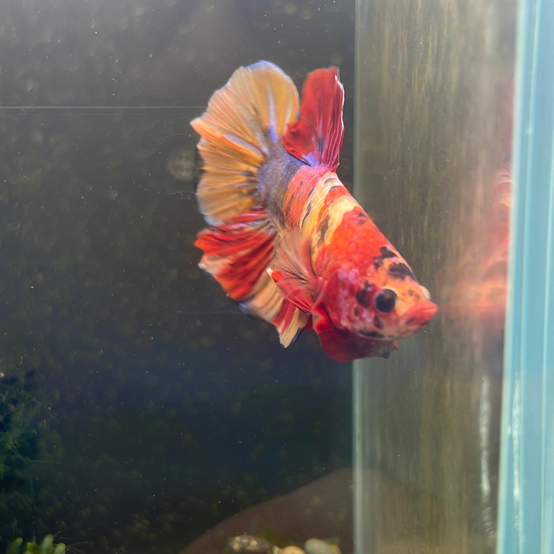 Giant Plakat Betta #0920GIANT_C5