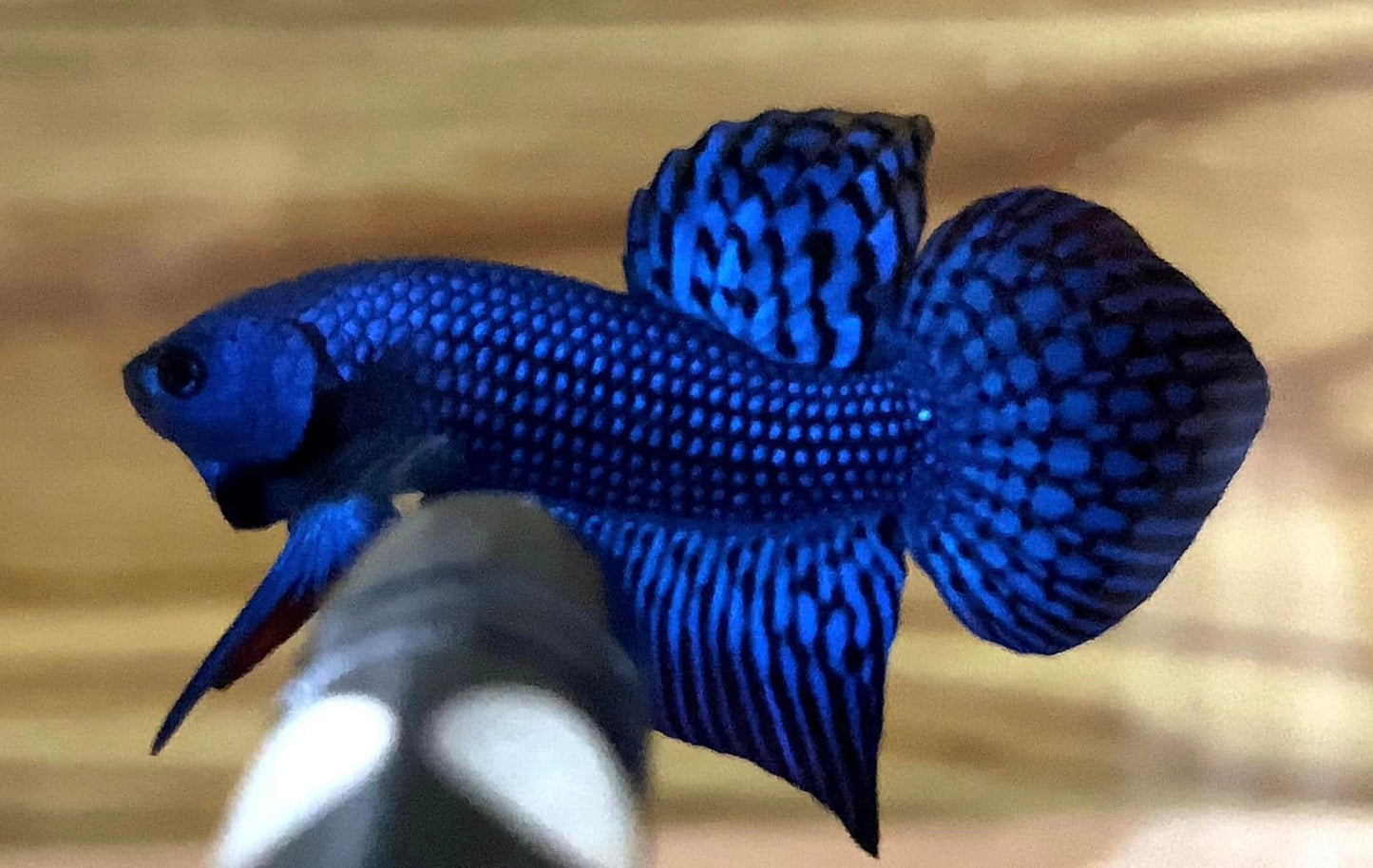 Tropicflow | Wild Alien Blue Male Betta For Sale