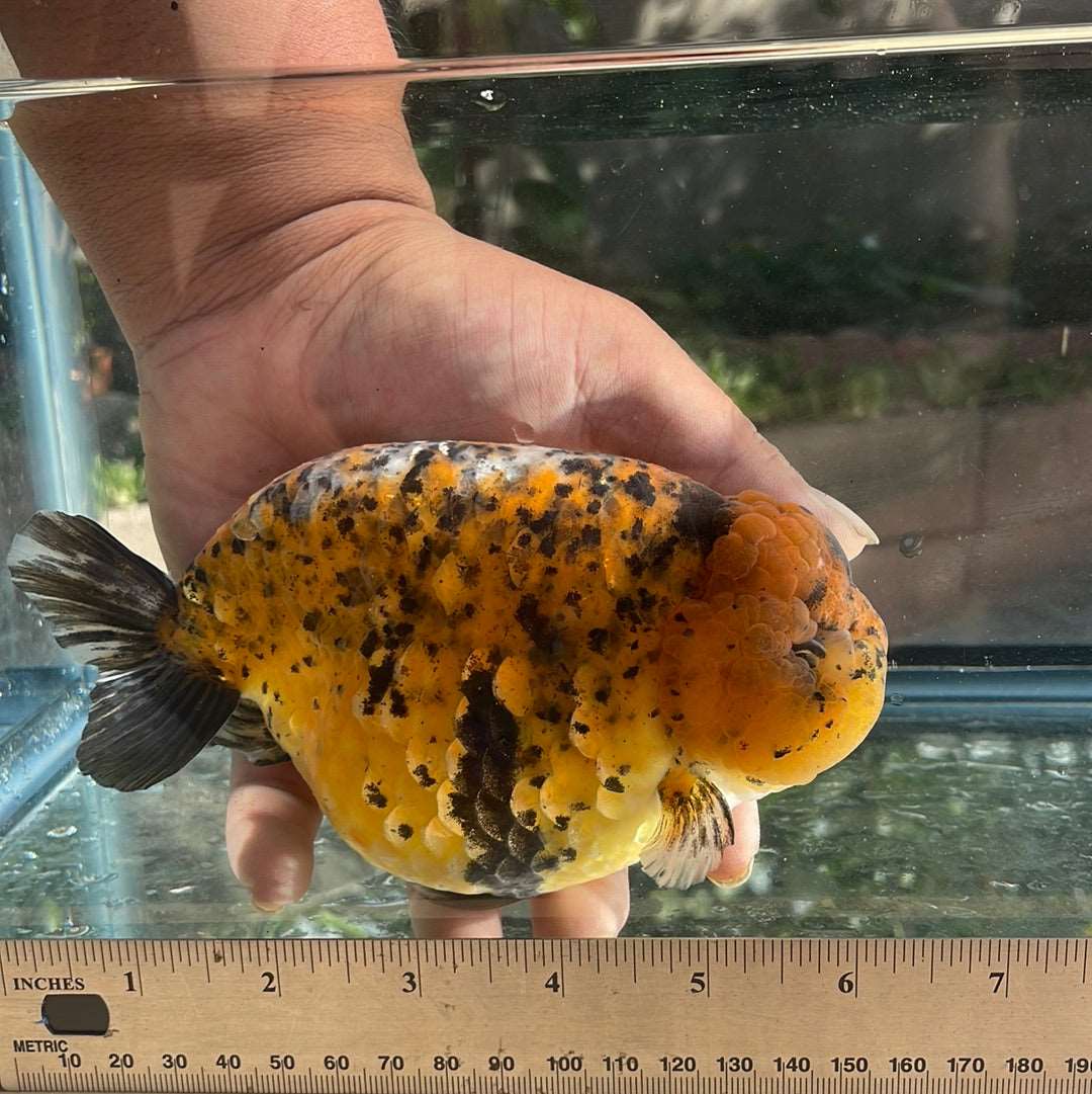 AAA Grade Giant Size Ranchu Tiger 6-7 Inches