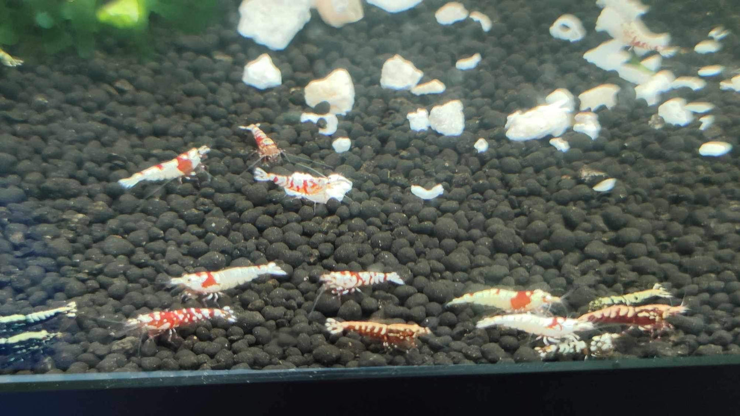 Tropicflow | Red Galaxy Pinto Shrimp