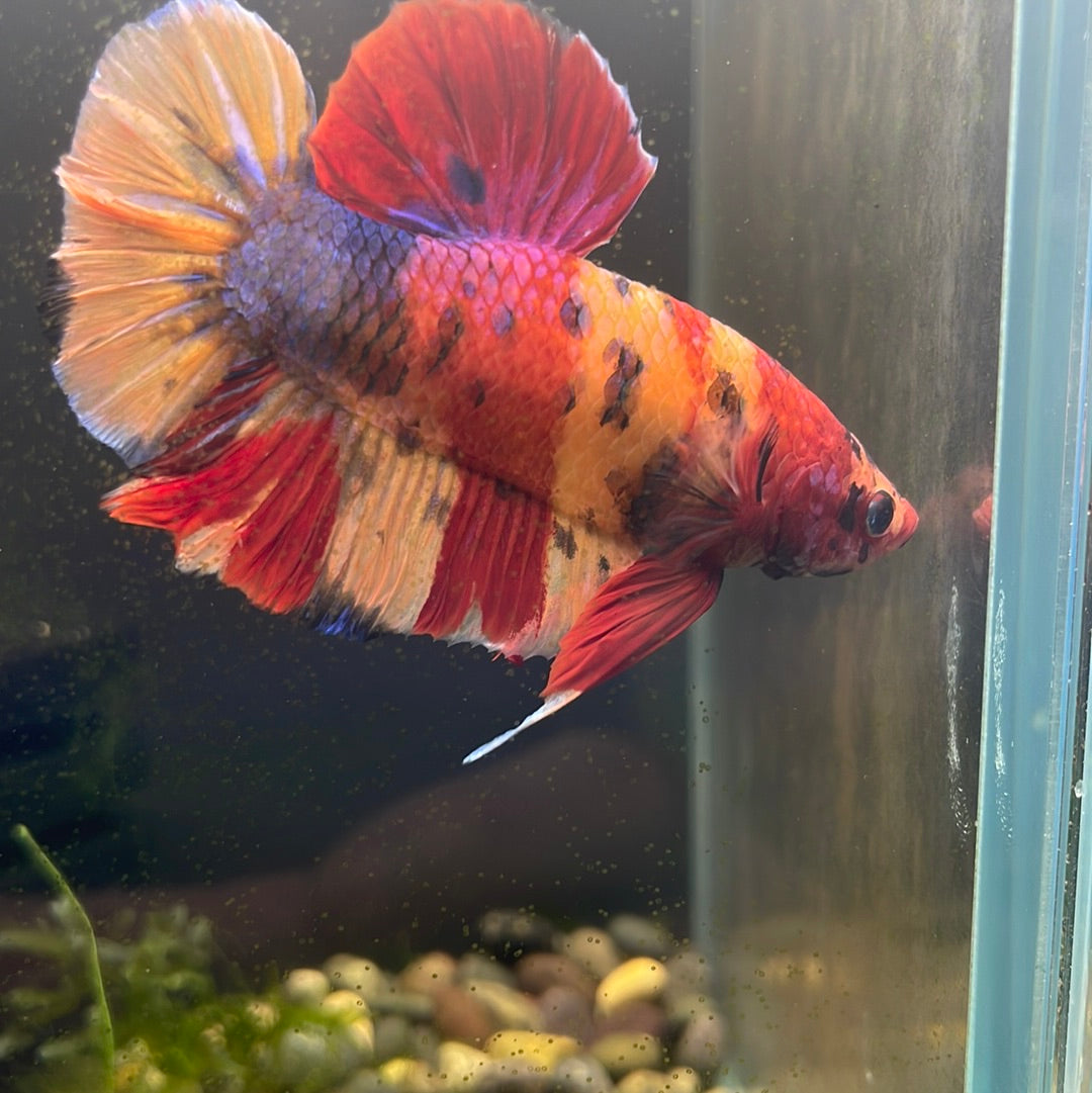 Giant Plakat Betta #0920GIANT_C5