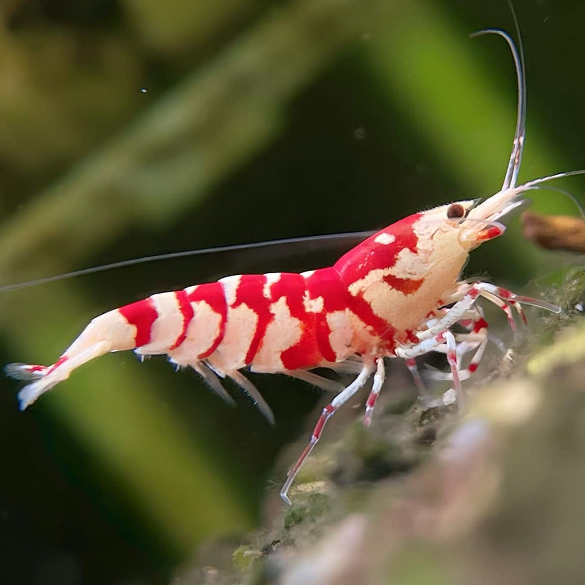 Red Fancy Tiger Caridina Shrimp - Main Image