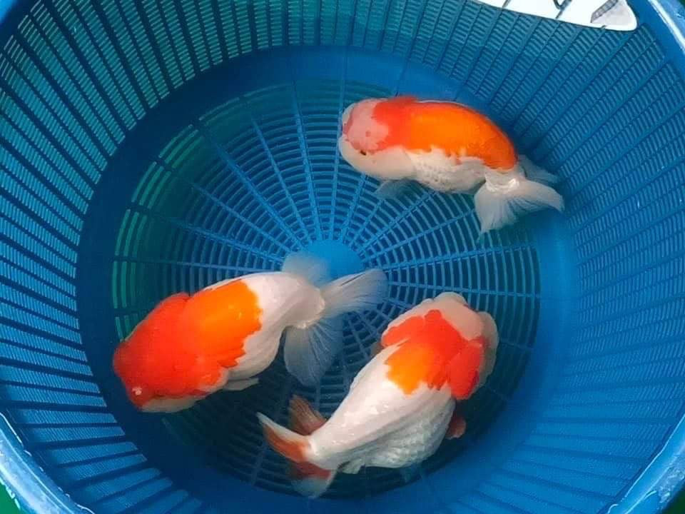 Red And White Double Chin Chubby Face Ranchu Goldfish 3-4 Inches | Grower Pick