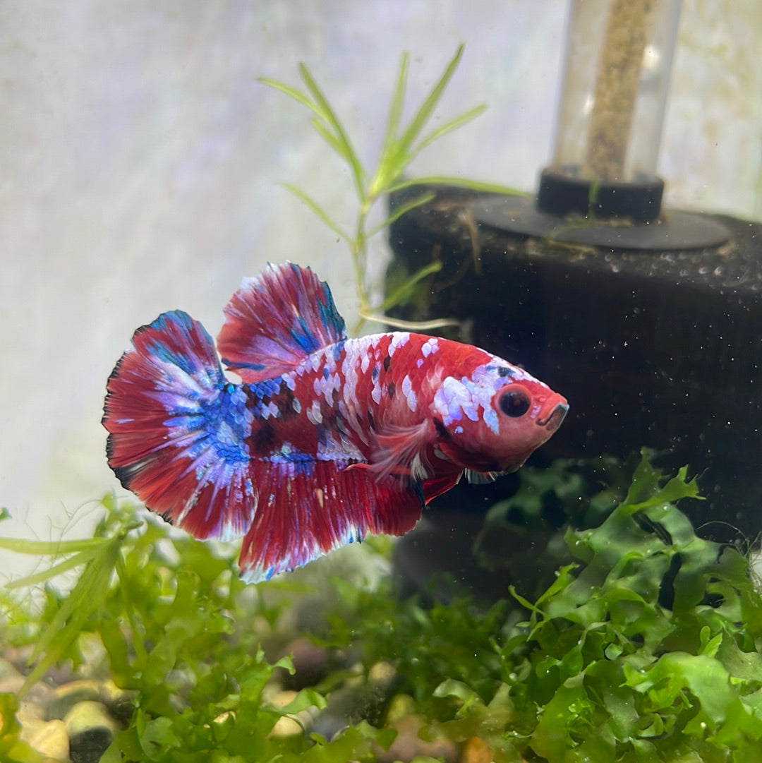 Koi Red Galaxy Plakat Male Betta #0920RGLX_D1