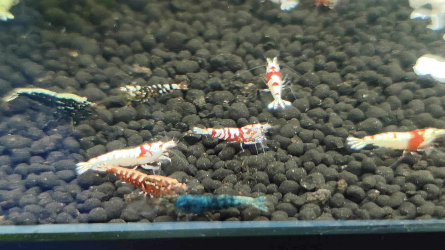 Tropicflow | Red Galaxy Pinto Shrimp