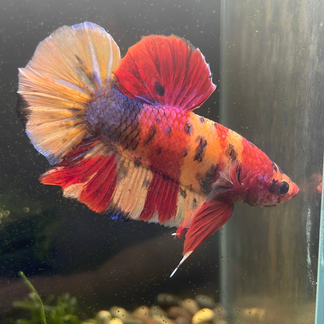 Giant Plakat Betta #0920GIANT_C5
