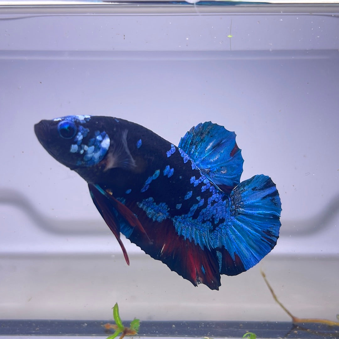 Black Galaxy Plakat Male Betta