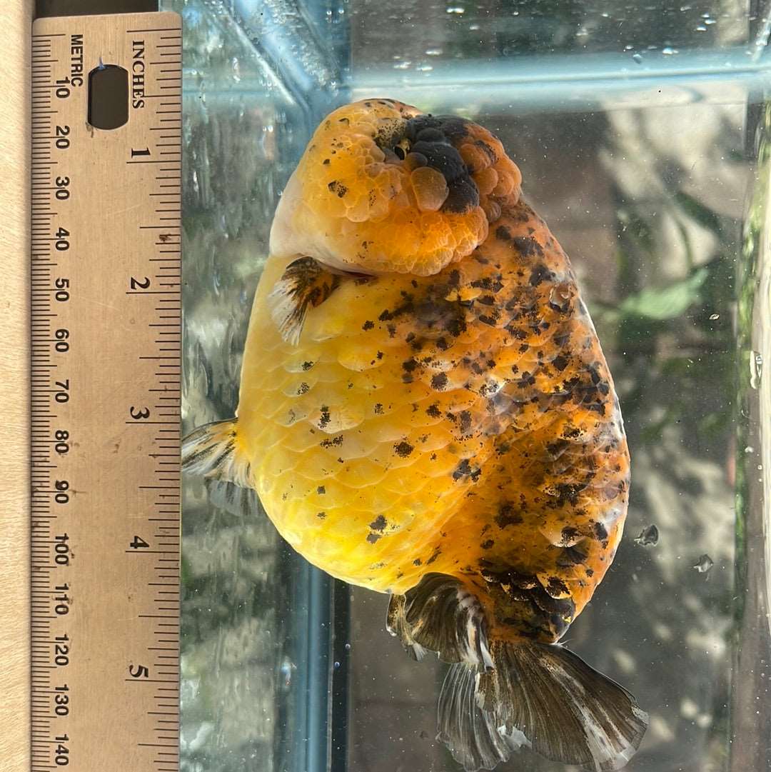 AAA Grade Giant Size Ranchu Tiger 6-7 Inches