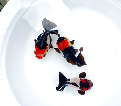 Tri Color Oranda Short Tail 3-4 Inches | Mystery Goldfish