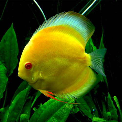 Yellow Albino Discus Fish