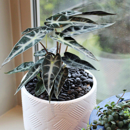 Alocasia Bambino Tissue Culture Plant - Tropicflow