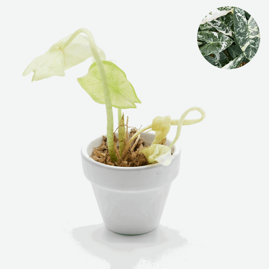 Variegated Alocasia Longiloba Tissue Culture Plant - Tropicflow