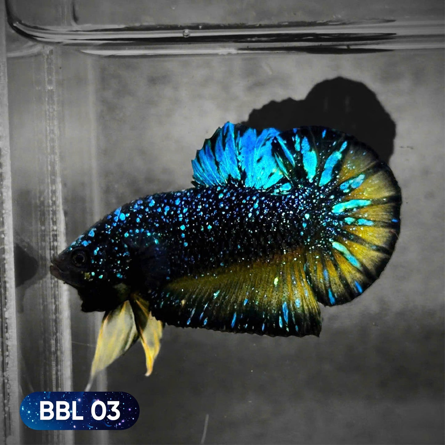 Black Star Nebula Plakat Betta