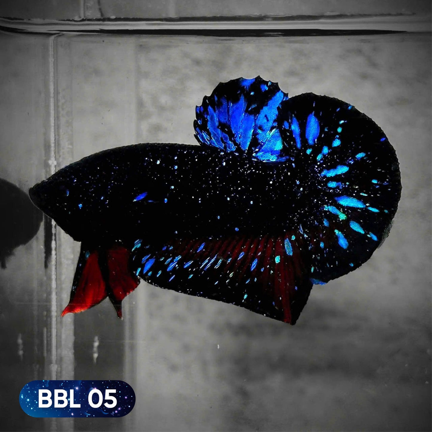 Black Star Nebula Plakat Betta