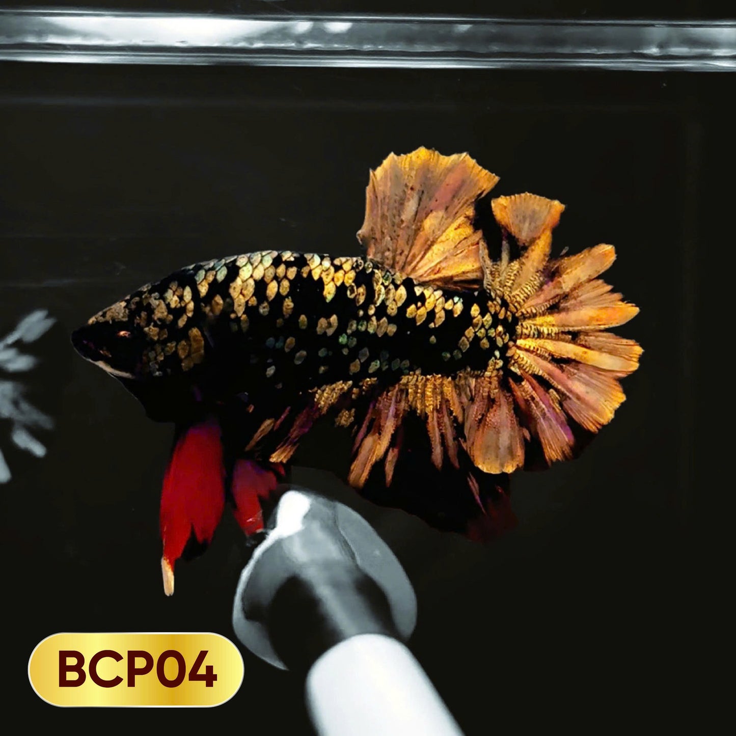 Black Panther Plakat Male Betta Fish | You Pick Fish | Rare Betta