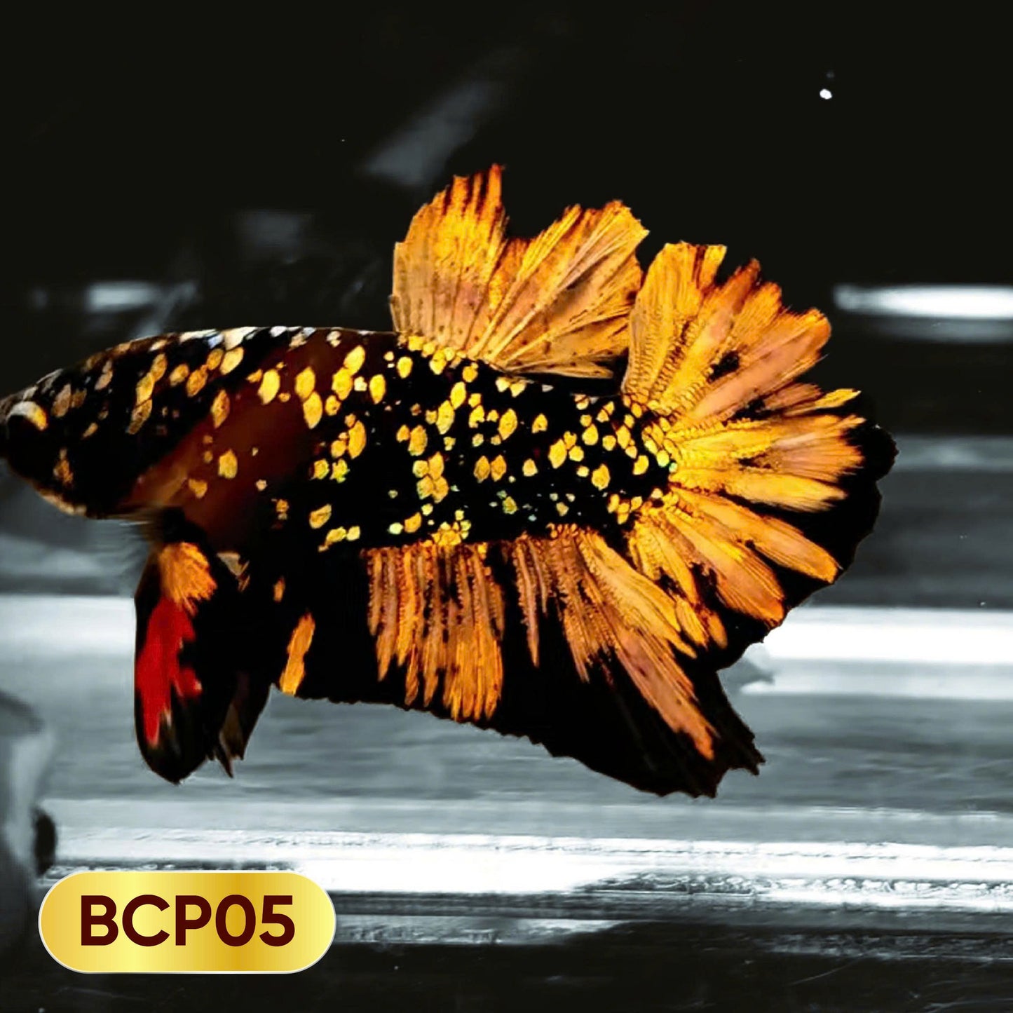 Black Panther Plakat Male Betta Fish | You Pick Fish | Rare Betta
