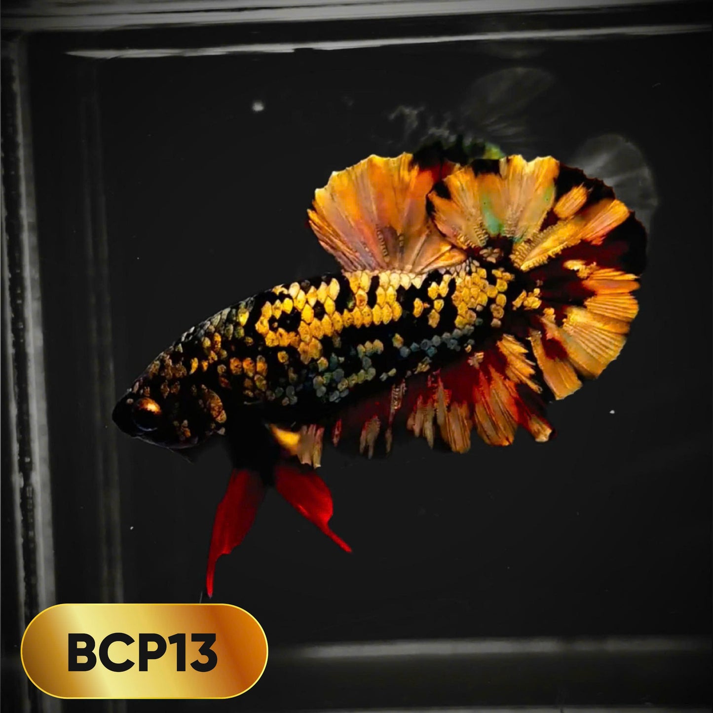 Black Panther Plakat Male Betta Fish | You Pick Fish | Rare Betta