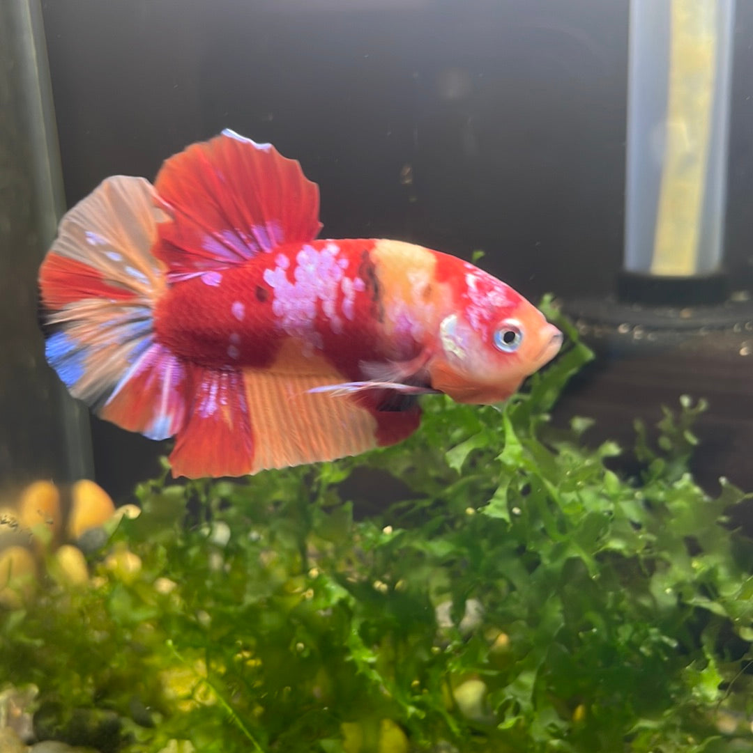Koi Candy Galaxy Plakat Male Betta #0920KCanPk_E1