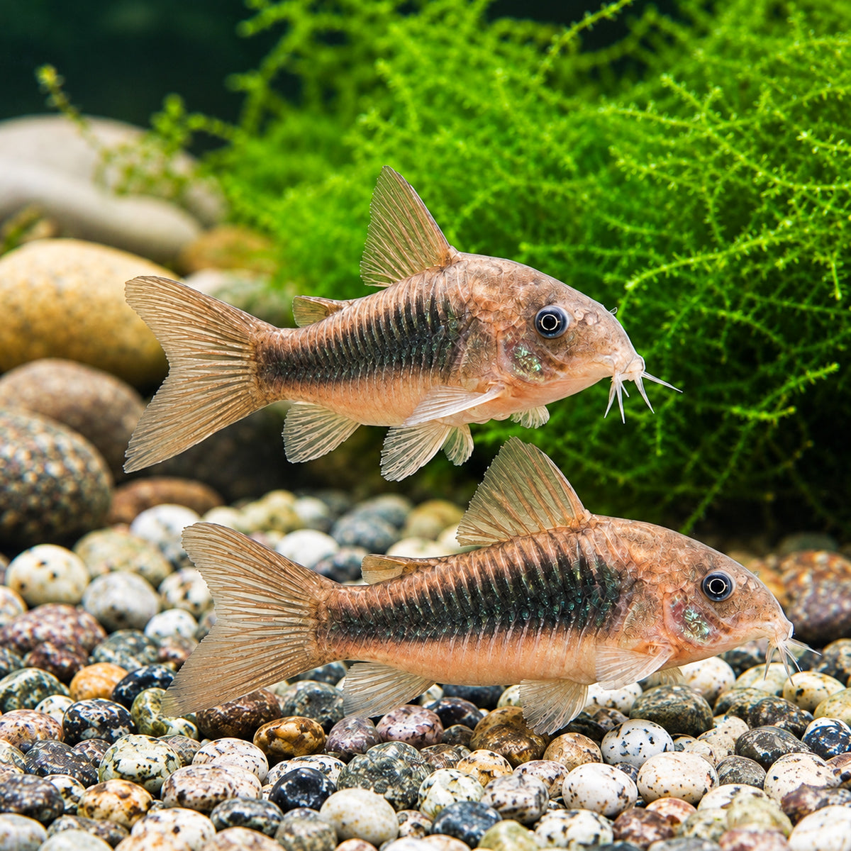Bronze Cory Catfish – Corydoras Aeneus