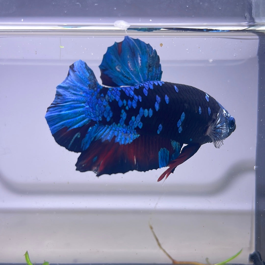 Black Galaxy Plakat Male Betta